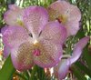 Орхидею в горшочке