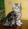 британский котик цвета "тэбби"