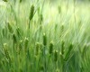 Пшеничное поле и пофоткаться