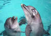 поплавать с дельфинами или хотябе побывать в дильфинарие