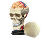 4D паззл: модель черепа человека