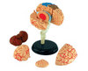 4D паззл: модель мозга человека