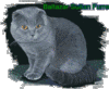 руccко-голубая виcлоухая кошка