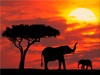поездка в африку