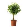 IKEA | Растения в горшках и растения | Растения | FICUS BENJAMINA 'NATASJA' | Растение в горшке