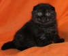 Шотландская вислоухая кошка (черного окраса)