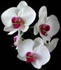 ветку орхидеи или орхидею в горшочке!^^^