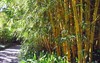 Фото в бамбуке