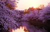 Увидеть цветущую сакуру