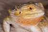 Pogona