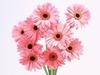 Pink Gerberas