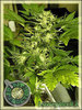 Dzagiseeds + grow)