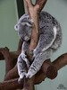 фото с коалой