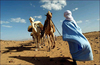 Путешествие по Сахаре на верблюдах