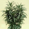 DRACAENA (драцена)