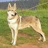 Чехословацкий влчак