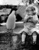 Подружиться с пингвинчиком