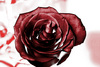 Розы темно-красные,почти черные или черные
