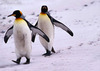 обнять пингвина