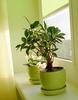 house plant