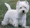 West  Highland White Terrier