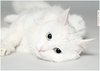 белый, пушистый кот...)