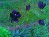 синие тюльпаны (или белые, много-много)