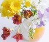 freesia