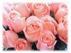 19 розовых роз