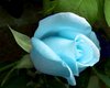 голубая роза:)