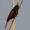 crested bird