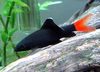 Две черные рыбки в маленьком круглом аквариуме с ярко-оранжевыми камешками на дне.