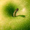 Green Apple