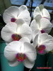 Живая орхидея