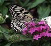 To visit Butterfly Ecological Garden