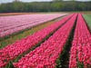 Вживую увидеть тюльпановые поля в Голландии