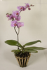Живая орхидея