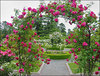 Розовый сад