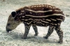 tapira