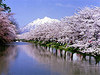 посмотреть на Японию в период цветения сакуры