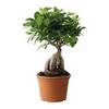 FICUS MICROCARPA GINSENG  Растение в горшке