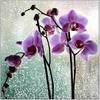 орхидея в пробирке
