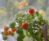 Выращивать помидоры-черри