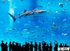 посетить Okinawa Churaumi Aquarium