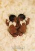 Открытки Anne Geddes