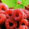 Raspberry