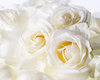 white roses