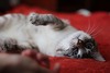 Тайский котёнок сил/блю/ред - тэбби - поинт