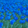 Blue tulips