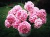 Нежно-розовых цветов(пионов,гвоздик,тюльпанов)